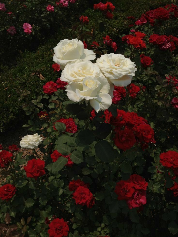 greenvibe's tweet image. 