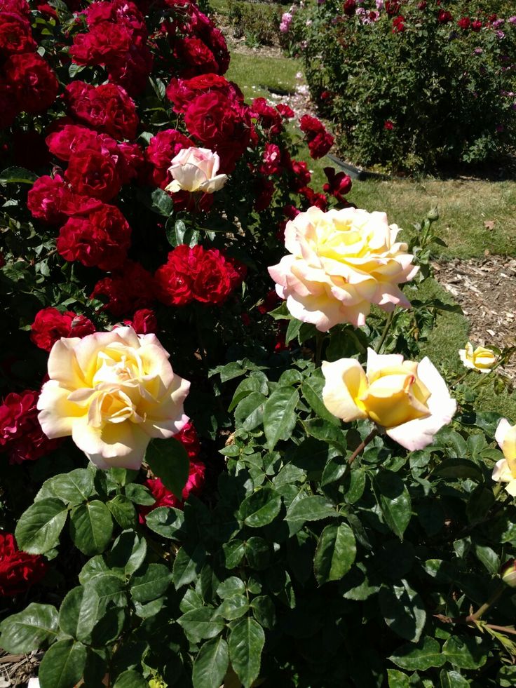 greenvibe's tweet image. 