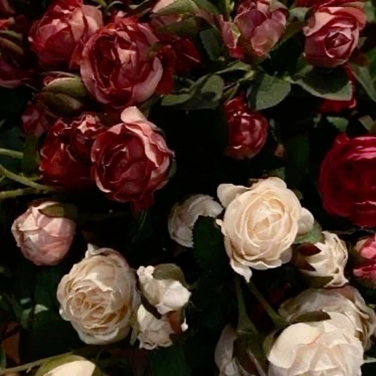 greenvibe's tweet image. 