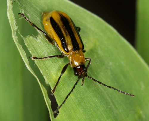 K-State Agronomy (@kstateagron) on Twitter photo #Corn rootworm hatch is starting in southern KS and is 1–2 weeks out in the north. Dig, wash, and rate roots 10–14 days post-peak hatch (~684-767 degree days) to check management effectiveness. #ksag bit.ly/438rNFk <a href="/westksbugs/">Anthony Zukoff</a> #Corn rootworm hatch is starting in southern KS and is 1–2 weeks out in the north. Dig, wash, and rate roots 10–14 days post-peak hatch (~684-767 degree days) to check management effectiveness. #ksag bit.ly/438rNFk <a href="/westksbugs/">Anthony Zukoff</a>