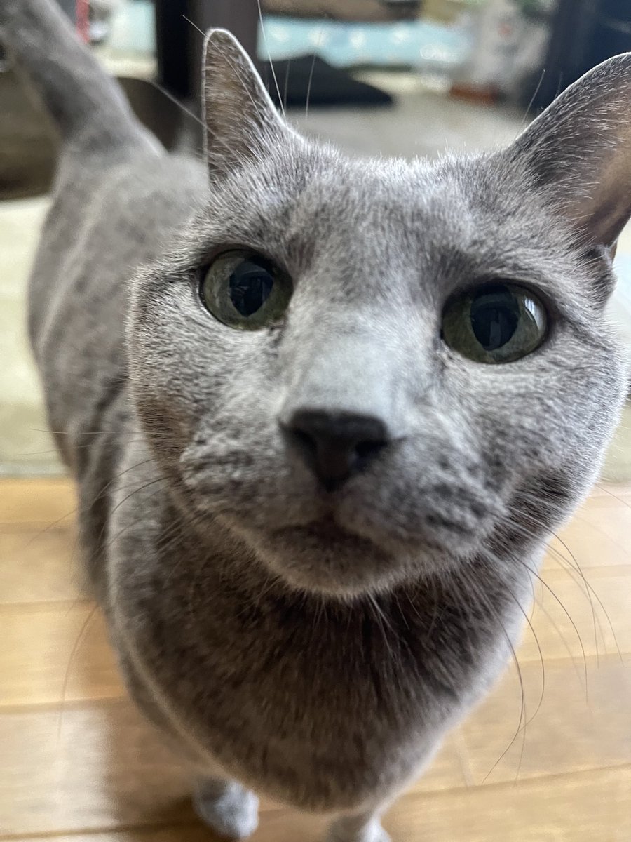 rinrin7481's tweet image. おはようございます😊😼😸
世の中では米価格高騰で備蓄米〜
というニュースを観ていた今朝のニャンズの会話…
女優→お米も高いけど、チュールも高くなったわね‼️
茶😸そうなのニャ⁉️
女優→あんたは食べるばっかりで世の中の事わかってニャイのよ‼️
猫世界のチュール事情も大変💦
本日も宜しく🙇‍♀️🙇‍♀️