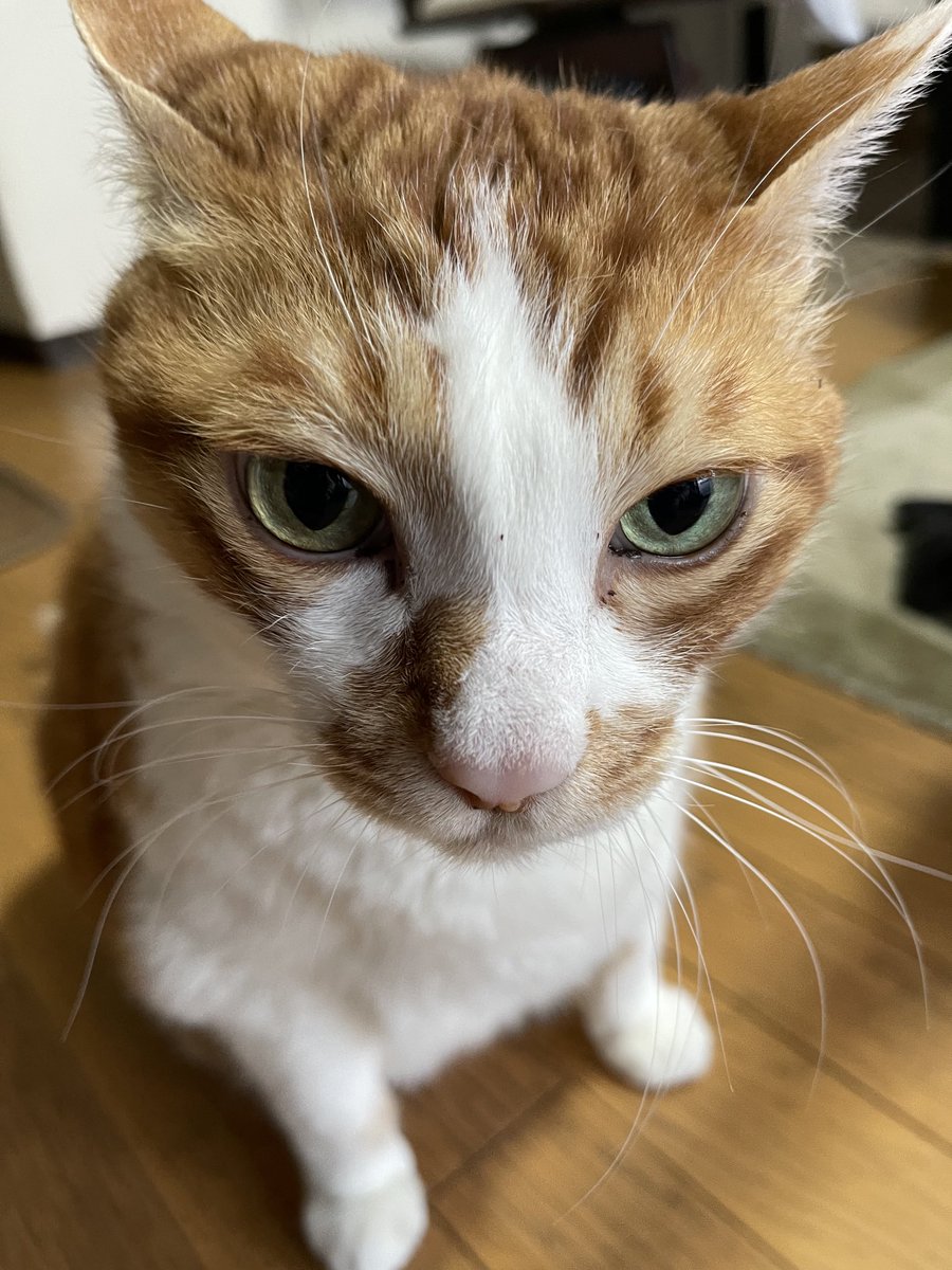 rinrin7481's tweet image. おはようございます😊😼😸
世の中では米価格高騰で備蓄米〜
というニュースを観ていた今朝のニャンズの会話…
女優→お米も高いけど、チュールも高くなったわね‼️
茶😸そうなのニャ⁉️
女優→あんたは食べるばっかりで世の中の事わかってニャイのよ‼️
猫世界のチュール事情も大変💦
本日も宜しく🙇‍♀️🙇‍♀️