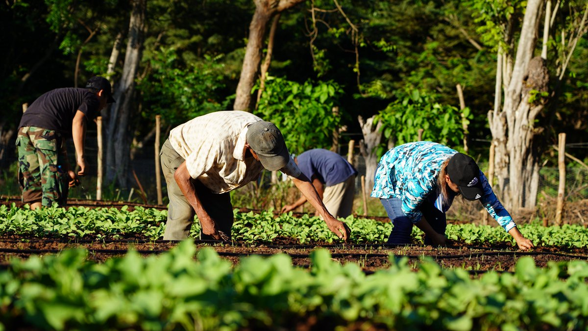 WFP_SV's tweet image. ¡Alimentando el presente y el futuro! ✨

WFP 🇸🇻 apoya la producción eficiente de alimentos, cuidando los recursos y fortaleciendo el bienestar de las comunidades a través de:

🌱 Capacitaciones en buenas prácticas agrícolas
🍅 Huertos comunitarios
🛒 Acceso a mercados locales