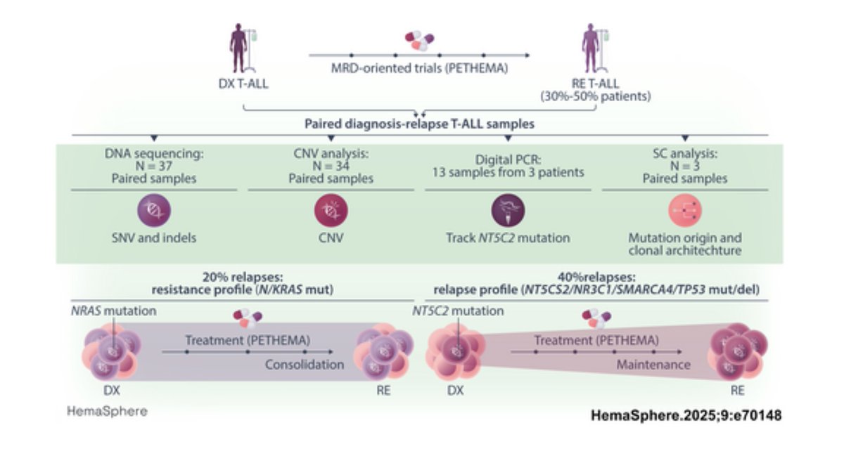 Manel Esteller (@manelesteller) on Twitter photo Glad to be part of the <a href="/Hemasphere_EHA/">HemaSphere Journal (IF = 11.9)</a> <a href="/EHA_Hematology/">European Hematology Association</a> publication led by <a href="/EulaliaGenesca/">Eulalia Genesca</a> uncovering #genetics of relapsed T-cell Acute Lymphoblastic #Leukemia Glad to be part of the <a href="/Hemasphere_EHA/">HemaSphere Journal (IF = 11.9)</a> <a href="/EHA_Hematology/">European Hematology Association</a> publication led by <a href="/EulaliaGenesca/">Eulalia Genesca</a> uncovering #genetics of relapsed T-cell Acute Lymphoblastic #Leukemia