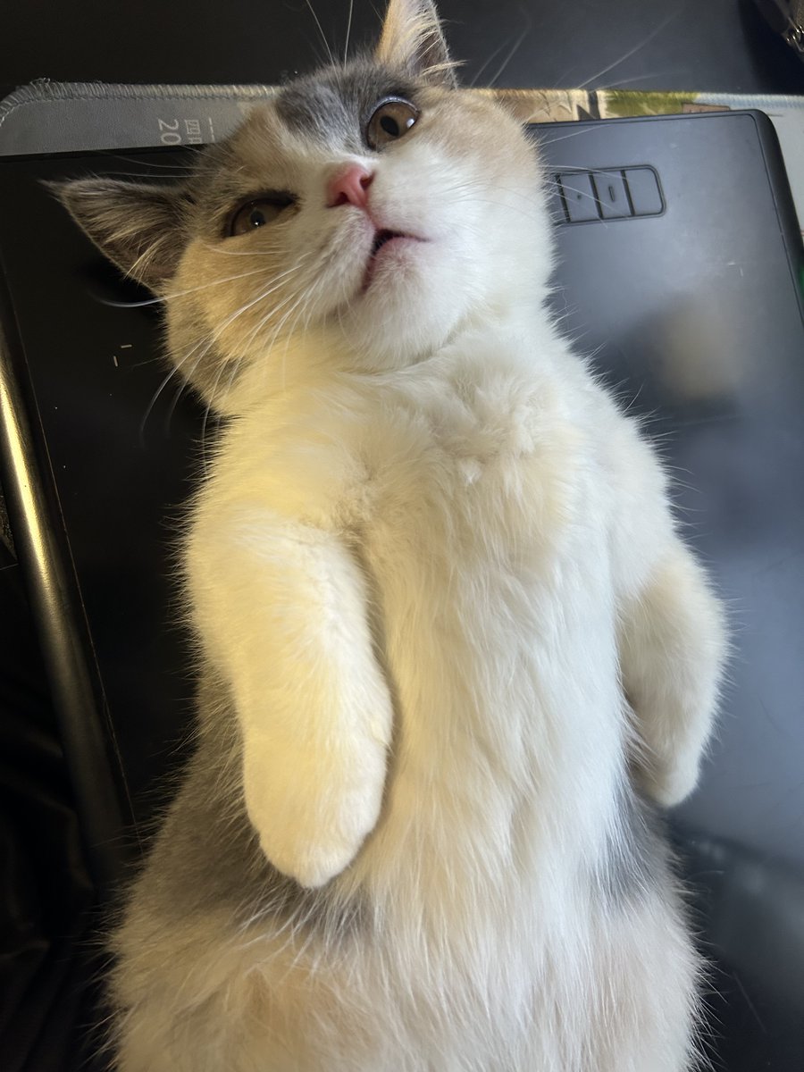 TOHOleaf tweet media