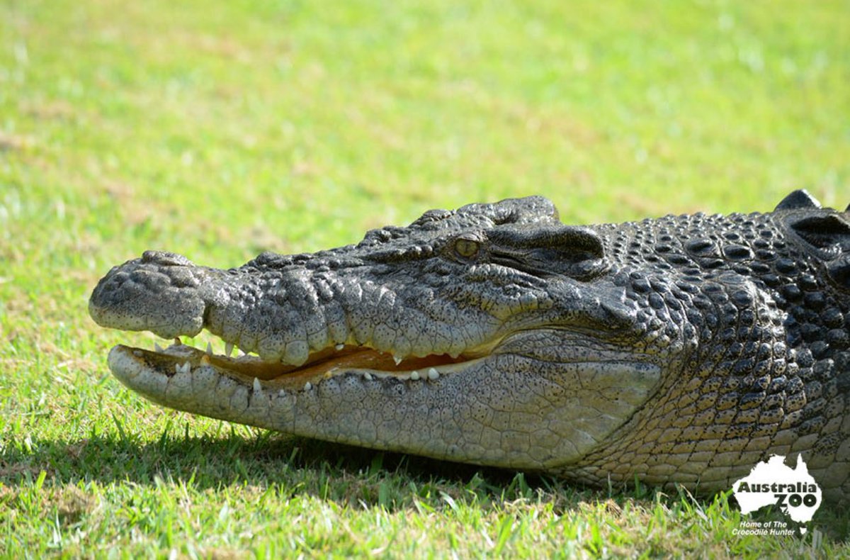 will o’brien (@willobri) on Twitter photo Ulysses and our friends at <a href="/RegenVentures/">ReGen Ventures</a> have adopted Agro, the 15-foot, 1300-pound, saltwater croc at the Irwin Family’s Australia Zoo. Ulysses and our friends at <a href="/RegenVentures/">ReGen Ventures</a> have adopted Agro, the 15-foot, 1300-pound, saltwater croc at the Irwin Family’s Australia Zoo.