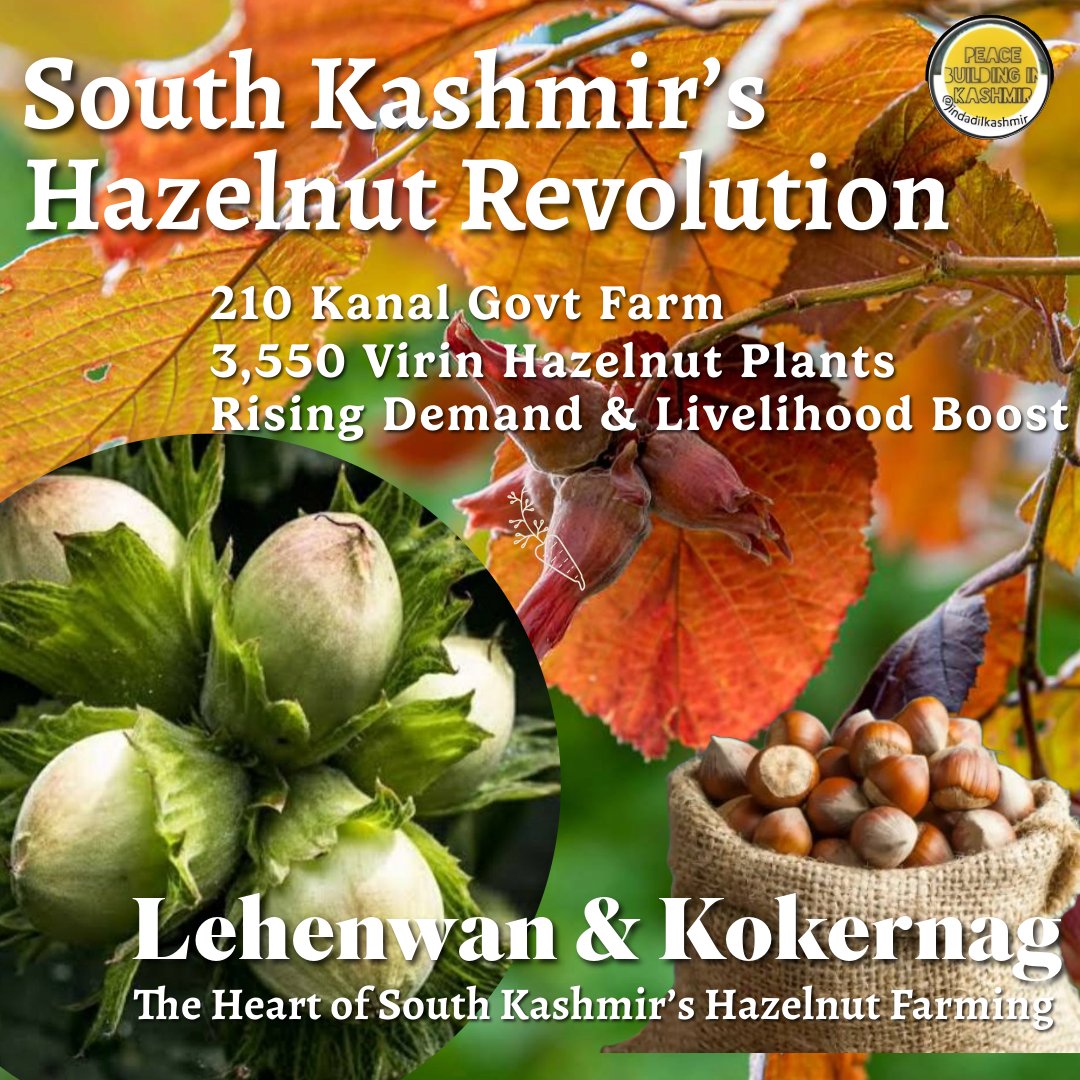 A 210-kanal govt farm grows 3,550 Virin hazelnut plants, meeting soaring demand &amp;  boosting local livelihoods. 

#JammKashmir’s agriculture is blooming like never before