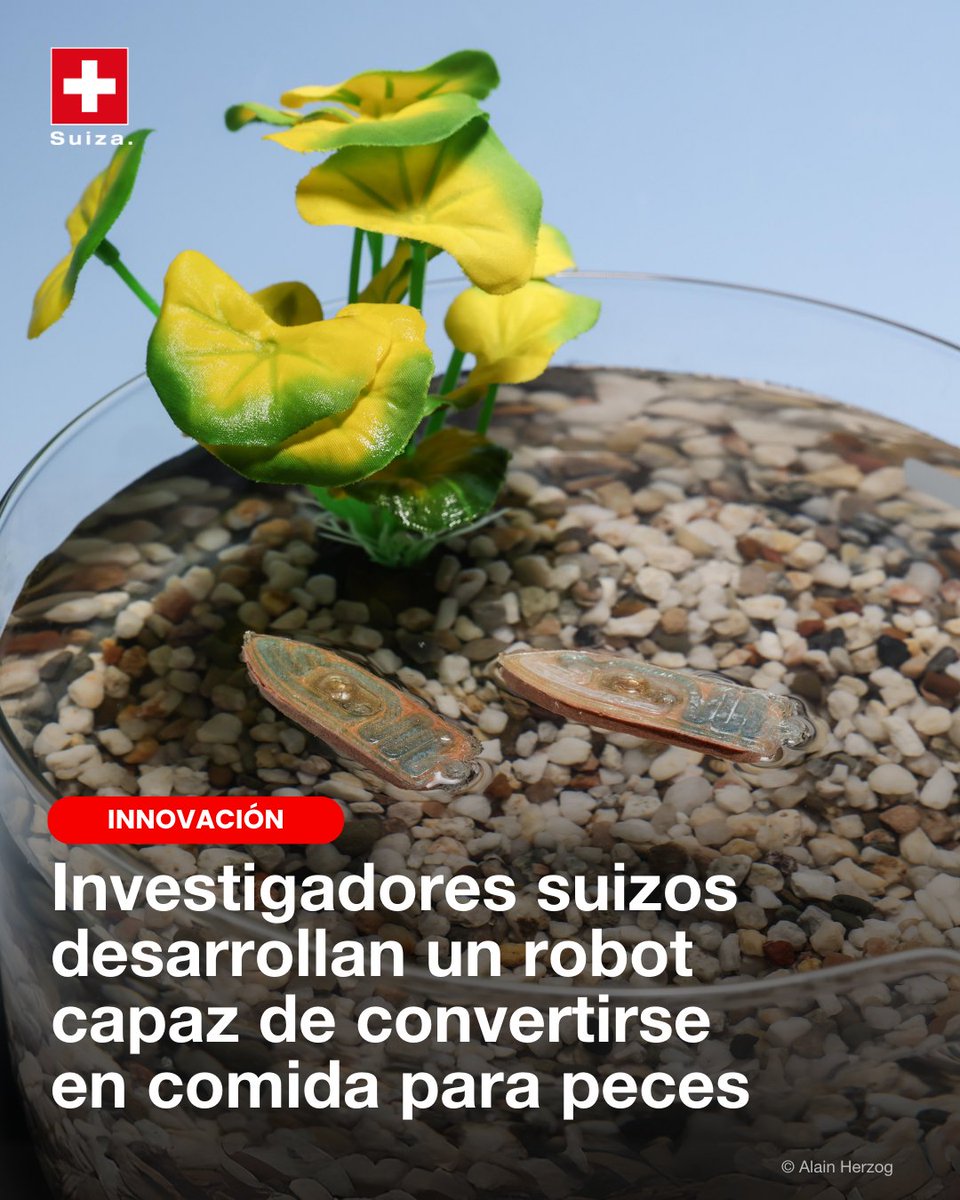#SuizaInnova
La robótica ahora es comestible🐟 Un equipo de investigación de la EPFL ha desarrollado un robot acuático con forma de pequeño bote, hecho de croquetas para peces. 🇨🇭La misión: recoger datos sobre el estado de cuerpos de agua y distribuir nutrientes y medicinas. 💧