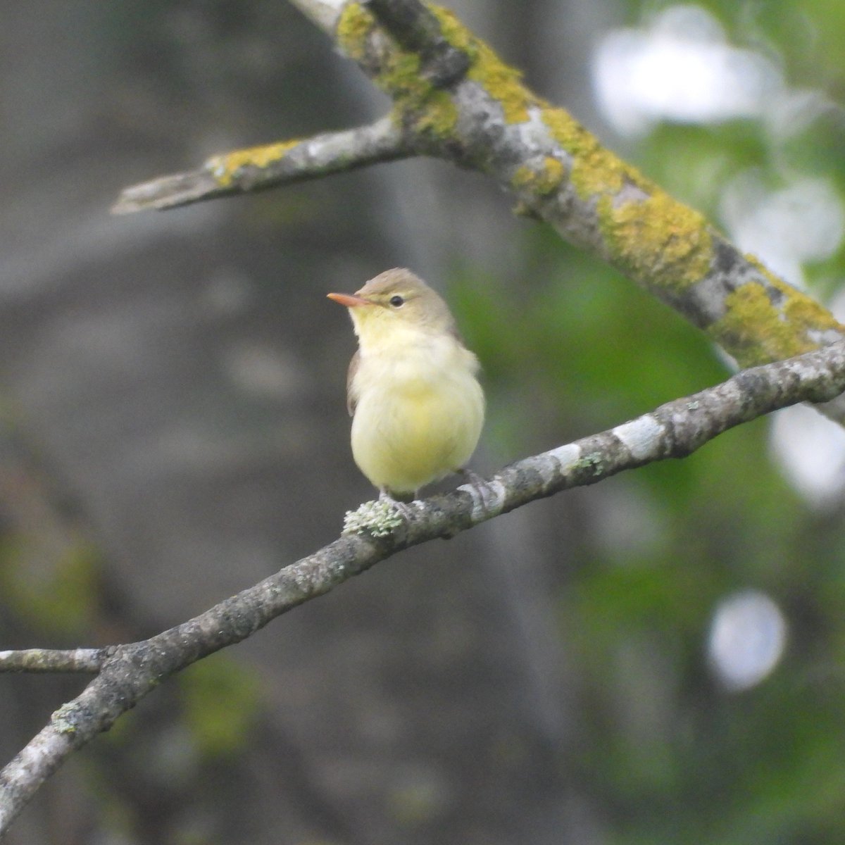 Small selection of some of the many warbler species I encountered in Poland. These included Barred, Grasshopper, River, Savi's, Marsh, Great Reed, Icterine &amp; Wood Warbler, with the highlight being the now increasingly rare and endangered Aquatic Warbler. #Bialowieza