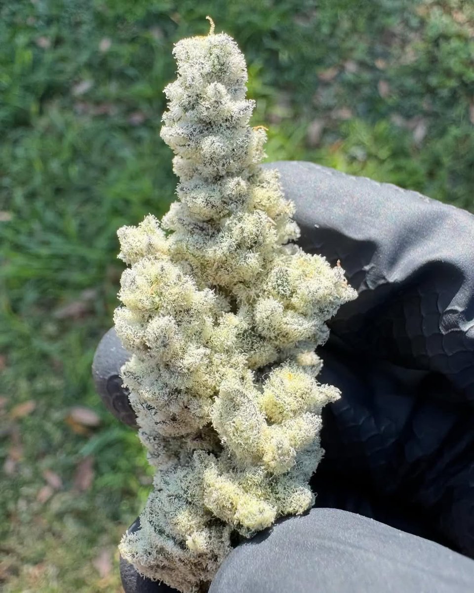 WHITE FLAMINGO🦩🦩