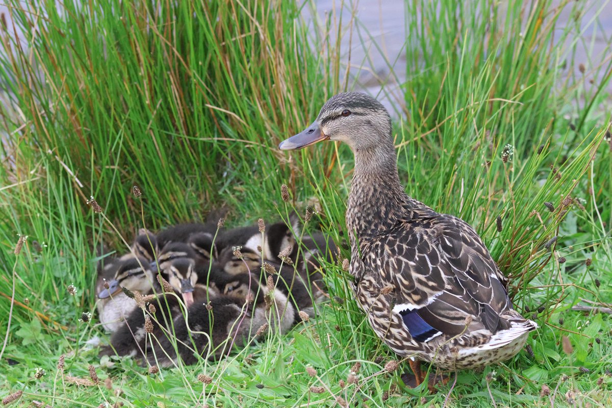 Ted (@littlebustards) on Twitter photo A female mallard and ducklings at Lockwood Beck this morning.
<a href="/Teesbirds1/">teesbirds</a>
<a href="/teeswildlife/">Tees Wildlife</a>
<a href="/nybirdnews/">NorthYorksBirdNews</a>
<a href="/bbcspringwatch/">BBC Springwatch</a>
<a href="/birdguides/">BirdGuides</a>
<a href="/rspbengland/">RSPB England</a>
<a href="/natures_voice/">RSPB</a>
#birdphotography #wildlifephotography #naturephotography #springwatch A female mallard and ducklings at Lockwood Beck this morning.
<a href="/Teesbirds1/">teesbirds</a>
<a href="/teeswildlife/">Tees Wildlife</a>
<a href="/nybirdnews/">NorthYorksBirdNews</a>
<a href="/bbcspringwatch/">BBC Springwatch</a>
<a href="/birdguides/">BirdGuides</a>
<a href="/rspbengland/">RSPB England</a>
<a href="/natures_voice/">RSPB</a>
#birdphotography #wildlifephotography #naturephotography #springwatch