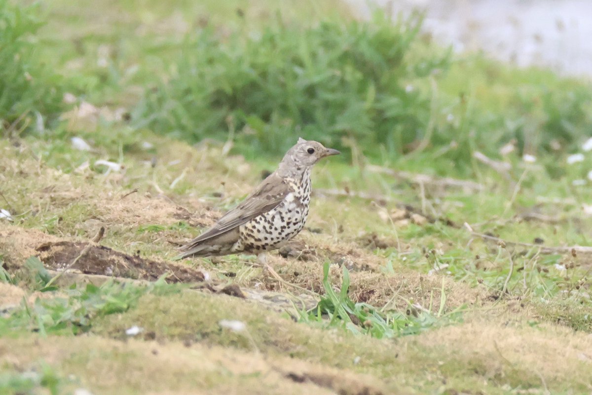 Ted (@littlebustards) on Twitter photo A song thrush at Lockwood Beck this morning.
@Teesbirds1
<a href="/teeswildlife/">Tees Wildlife</a>
<a href="/nybirdnews/">NorthYorksBirdNews</a>
@bbcspringwatch
@birdguides
@rspbengland
@natures_voice
#birdphotography #wildlifephotography #naturephotography #springwatch A song thrush at Lockwood Beck this morning.
@Teesbirds1
<a href="/teeswildlife/">Tees Wildlife</a>
<a href="/nybirdnews/">NorthYorksBirdNews</a>
@bbcspringwatch
@birdguides
@rspbengland
@natures_voice
#birdphotography #wildlifephotography #naturephotography #springwatch