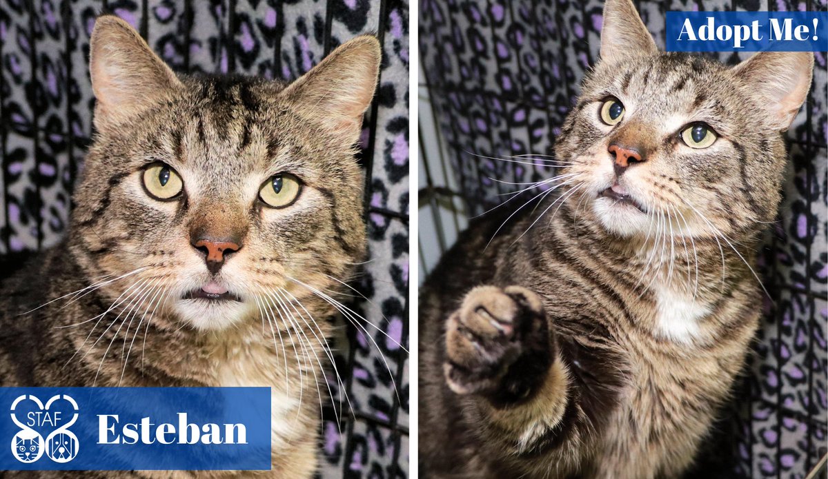 STAFCincy's tweet image. Meet Esteban!
This 17-lb tabby hunk is FIV+, senior, and 100% heart. Rescued from a cat colony, he's now a cuddle-loving, bed-hogging, social eater who adores affection. Ready for a forever home full of love and cozy vibes.
#adoptdontshop #catsoftwitter #FIVcat #seniorcat