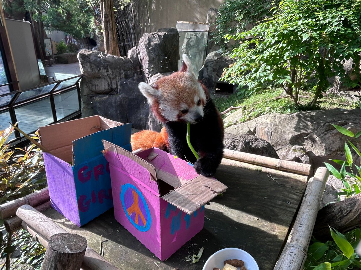 🥳🐼✌️ Boogie on down—it’s red panda Asa’s 11th birthday! This morning, Asia Trail keepers celebrated this “groovy girl” with a 1970s-themed birthday party. They painted peace signs on brightly colored boxes and placed them around the red pandas’ outdoor habitat for Asa and her