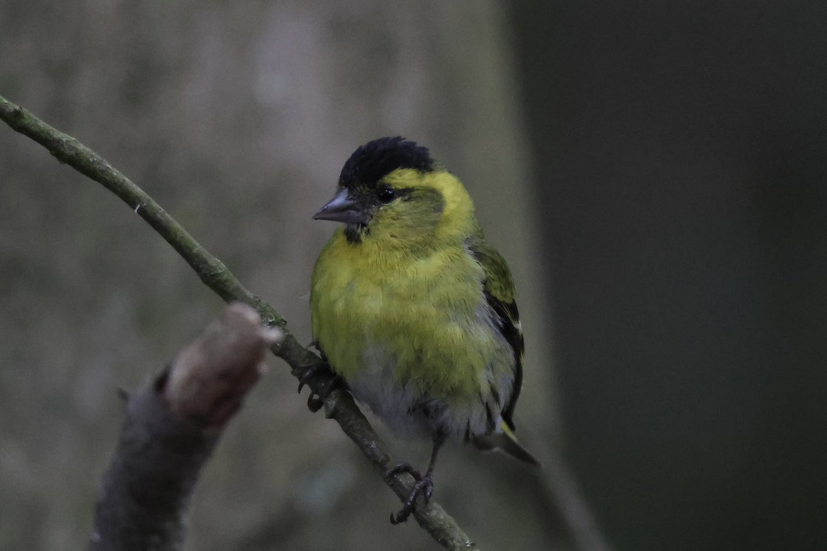 Ted (@littlebustards) on Twitter photo A Siskin at Lockwood Beck this morning, I didn’t see the spotted flycatchers today but the cuckoo was still calling
@Teesbirds1
<a href="/teeswildlife/">Tees Wildlife</a>
<a href="/nybirdnews/">NorthYorksBirdNews</a>
@bbcspringwatch
@birdguides
@rspbengland
@natures_voice
#birdphotography #wildlifephotography #naturephotography #springwatch A Siskin at Lockwood Beck this morning, I didn’t see the spotted flycatchers today but the cuckoo was still calling
@Teesbirds1
<a href="/teeswildlife/">Tees Wildlife</a>
<a href="/nybirdnews/">NorthYorksBirdNews</a>
@bbcspringwatch
@birdguides
@rspbengland
@natures_voice
#birdphotography #wildlifephotography #naturephotography #springwatch