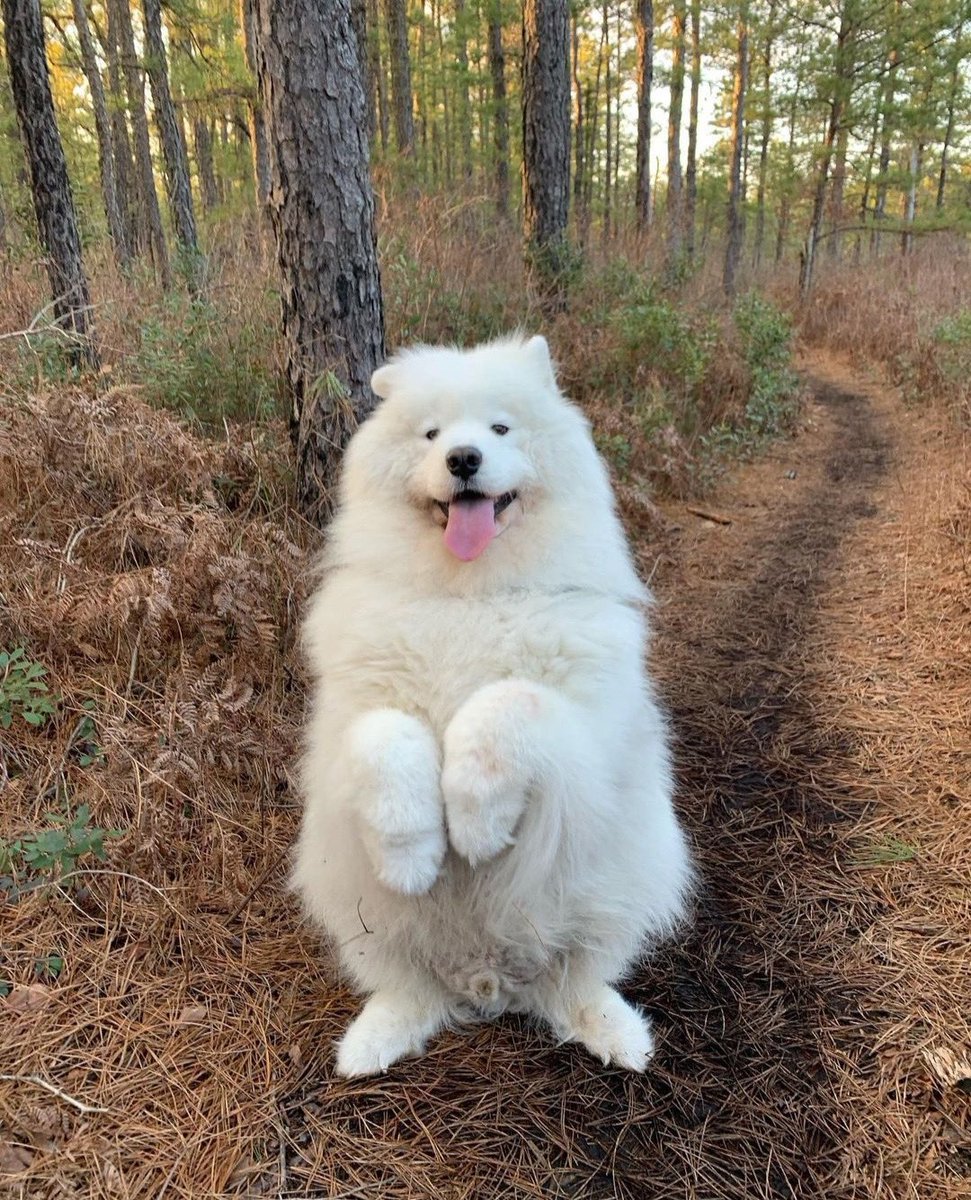 dog_rates's tweet photo. This is Aslan. He is the mystic guardian of this enchanted forest. Will not let you pass unless you answer his tricky riddles or give him 3 pats on the noggin. Your choice. 13/10 https://t.co/9U5yyEsQdm