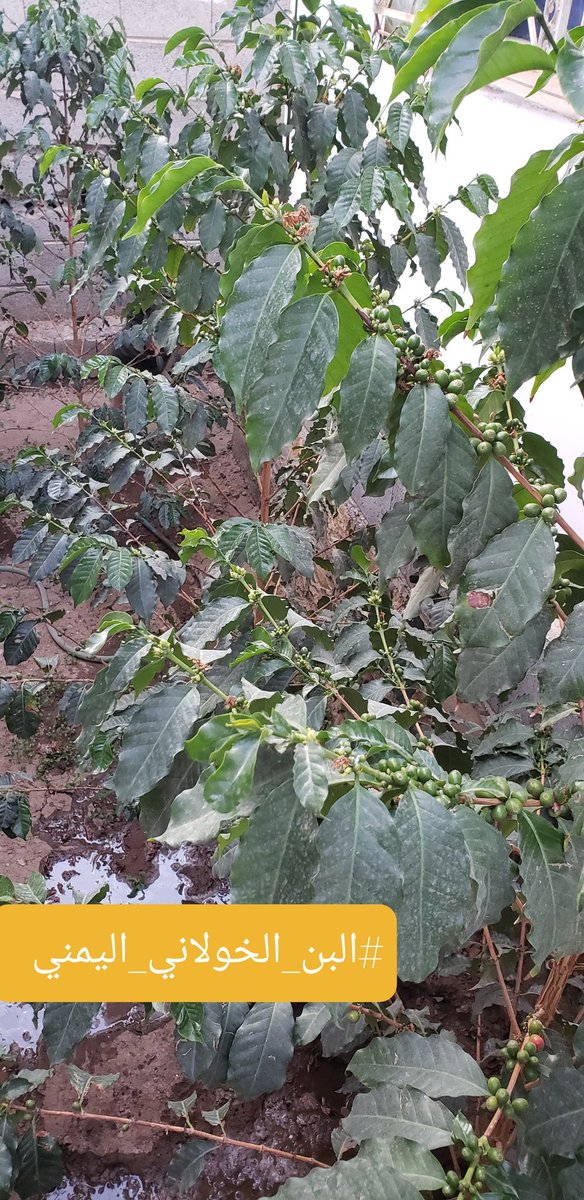 من مواصفات #البن_التفاحي انه غير منتظم في انتاج المحصول، يعني كلما توفرت له المياه يبدا بالازهار في اي وقت ،لذلك تراه محمل بالثمار والزهور في وقت واحد كما هو واضح في الصورة👇.