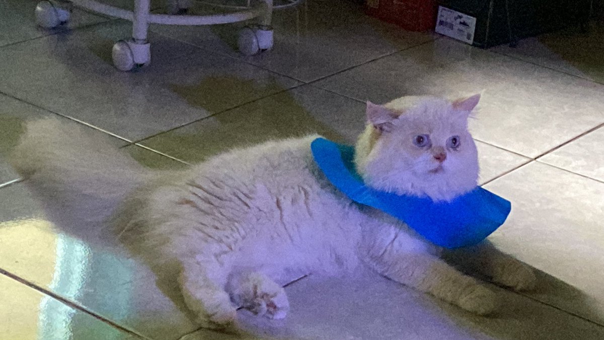 anak ganteng paling ganteng, anak aku paling manis, anak enduttt

utih pake collar krn garukin telinga trs, udah ku kasih obat tetes telinga juga