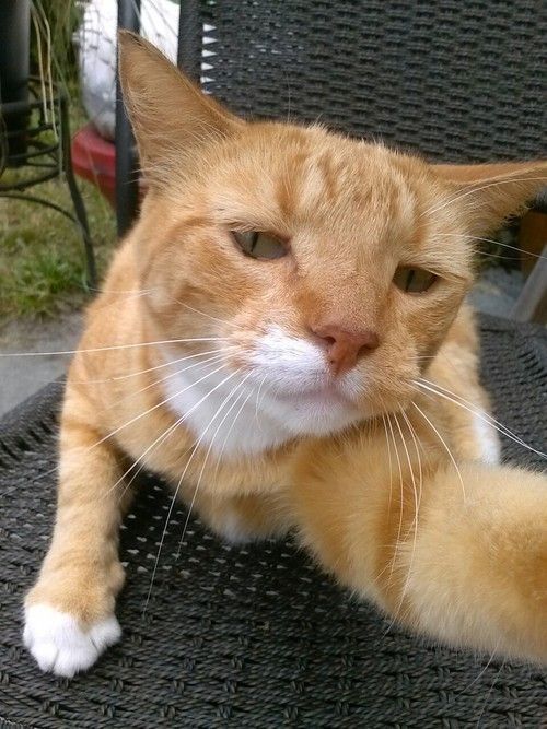 olivia as cats (@oliviacatgrl) on Twitter photo 