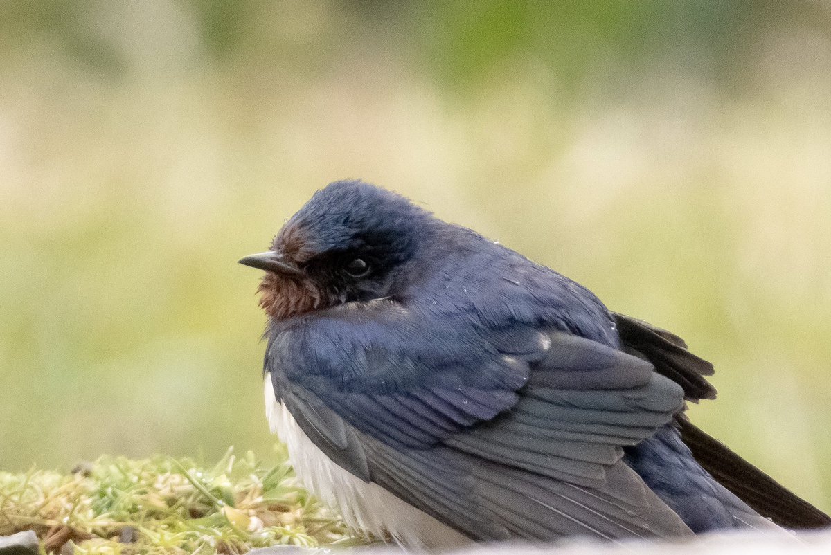 Had a bit of fun photographing these swallows out of the <a href="/FI_Obs/">Fair Isle Bird Observatory</a> bar windows this afternoon as they perched on the fence and the patio between bouts of swooping around and investigating the building! They looked a little grumpy in the wind and the rain!
