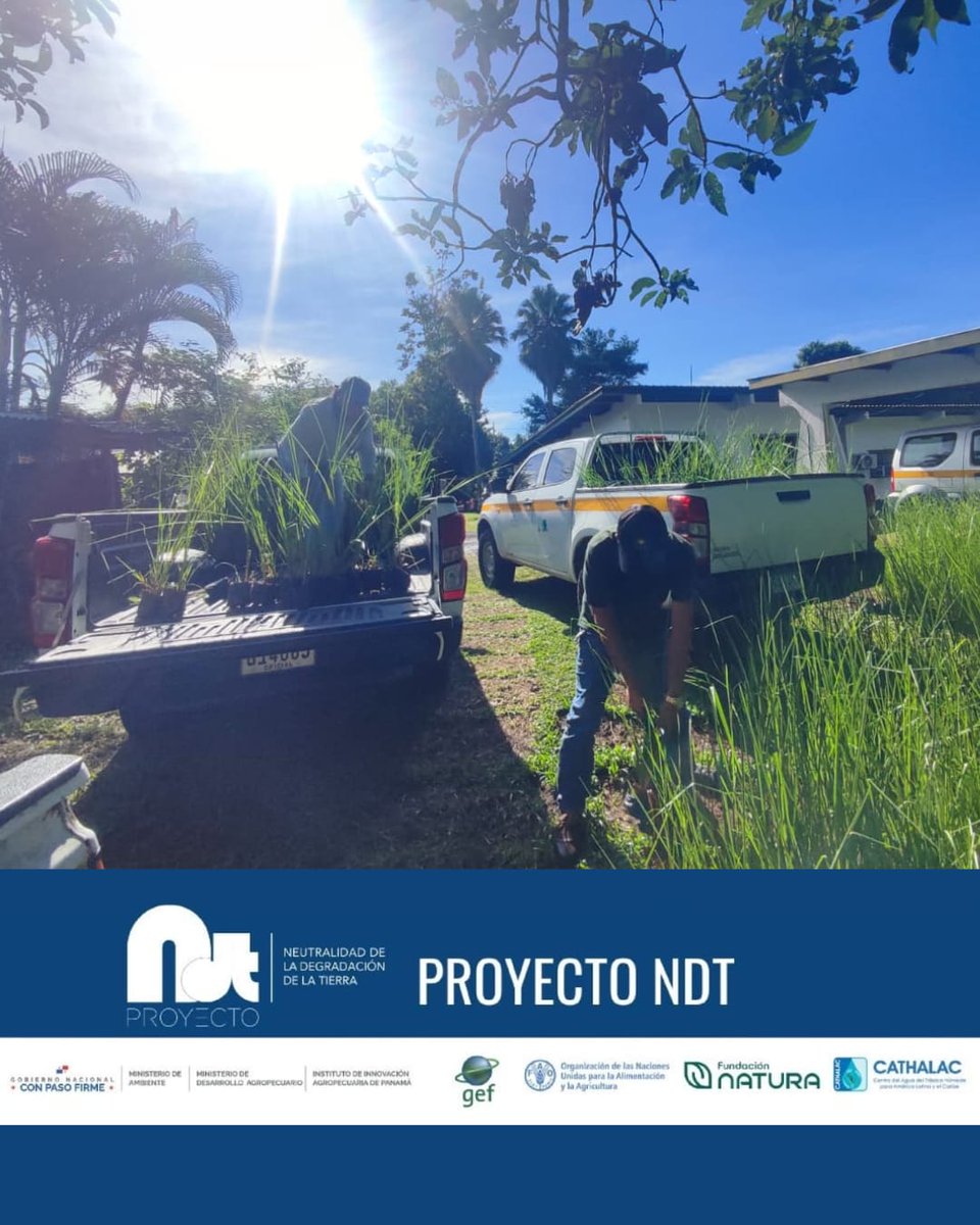 Realizamos la distribución de 4,000 almácigos de Chrysopogon zizanioides (vetiver) a 20 fincas cafetaleras en Río Sereno y Tierras Altas, Chiriquí.
Esta medida busca combatir la degradación del suelo por erosión, utilizando el vetiver como barrera viva.
#ProyectoNDT