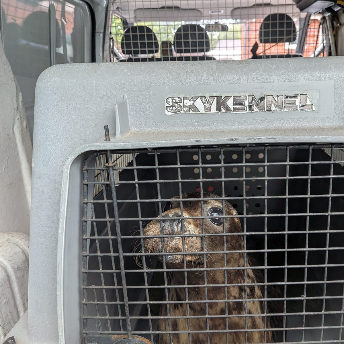 🚨 Seal success story! 🚨 <a href="/RSPCA_official/">RSPCA (England & Wales)</a> <a href="/nantwichnews/">NantwichNews</a> <a href="/BDMLR/">BDMLR</a> - Wasabi the grey seal arrived at Stapeley Grange in Jan, just 25kg with wounds on his jaw &amp; flippers. After months of care, he’s been released back to the wild at a healthy 49.5kg! 🦭💙 #SealRelease #WildlifeRescue