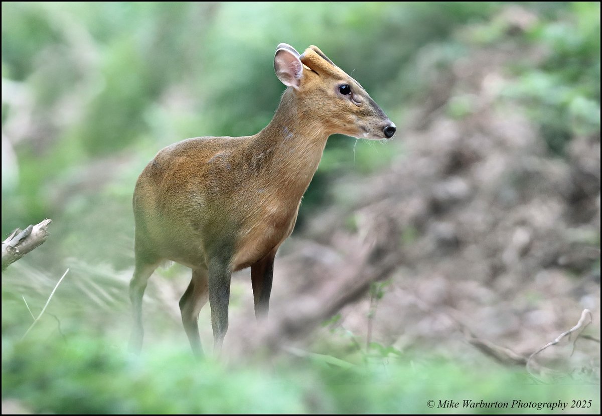 Mike Warburton (@_mikewarburton) on Twitter photo #Muntjac buck near my home in the South Wales Valleys first thing yesterday morning. #Wales #wildlife #nature #deer #mammal <a href="/CanonUKandIE/">Canon UK and Ireland</a> <a href="/BBCSpringwatch/">BBC Springwatch</a> <a href="/WildlifeMag/">BBC Wildlife</a> <a href="/NatGeoPhotos/">Nat Geo Photography</a> #woodland #forest <a href="/BBCEarth/">BBC Earth</a> <a href="/GwentWildlife/">Gwent Wildlife Trust</a> #wildlifephotography #Muntjac buck near my home in the South Wales Valleys first thing yesterday morning. #Wales #wildlife #nature #deer #mammal <a href="/CanonUKandIE/">Canon UK and Ireland</a> <a href="/BBCSpringwatch/">BBC Springwatch</a> <a href="/WildlifeMag/">BBC Wildlife</a> <a href="/NatGeoPhotos/">Nat Geo Photography</a> #woodland #forest <a href="/BBCEarth/">BBC Earth</a> <a href="/GwentWildlife/">Gwent Wildlife Trust</a> #wildlifephotography