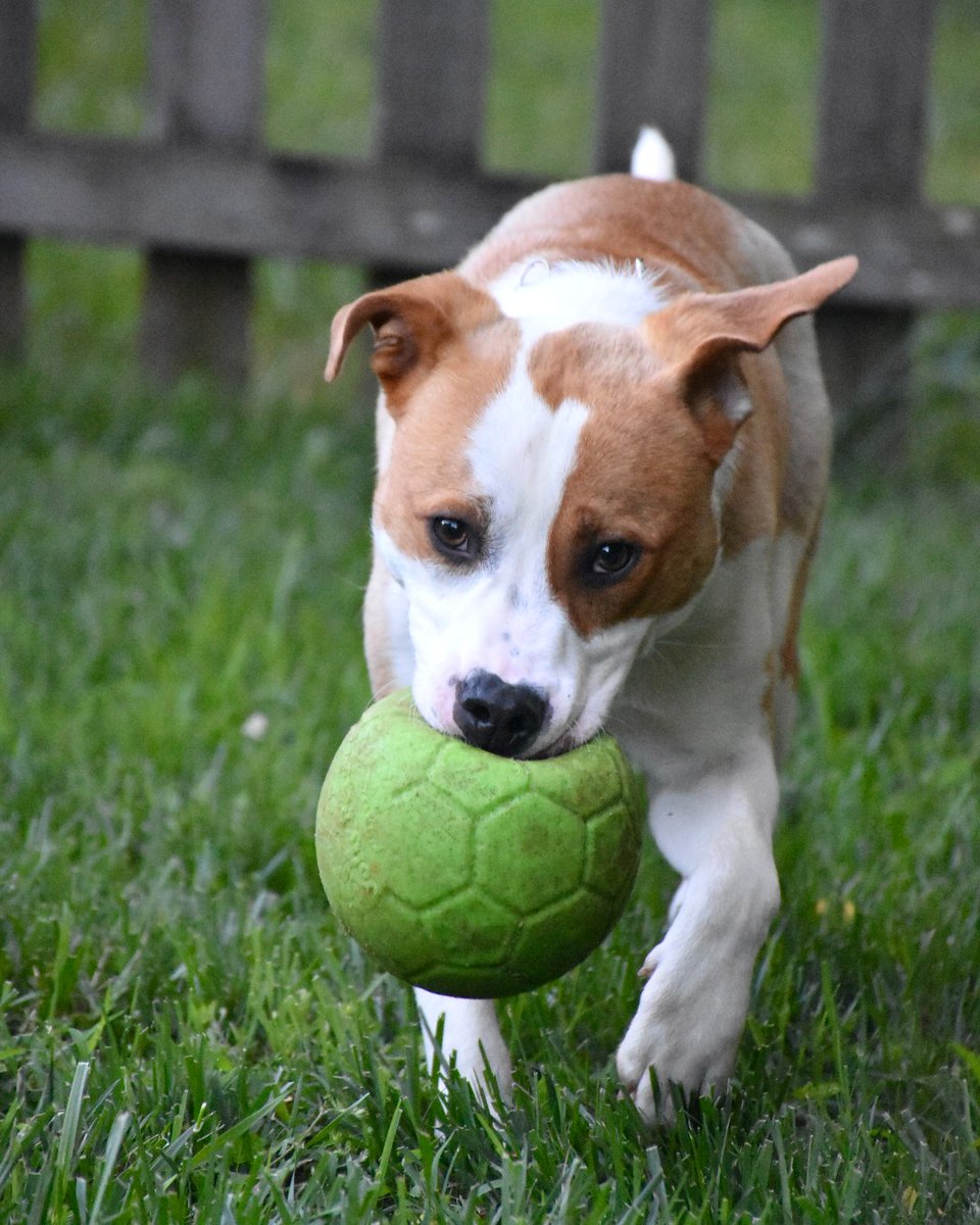 Humane Society of Charlotte (@humanecharlotte) on Twitter photo ⚡ Meet Bolt ⚡This energetic pup is bursting with personality and is always up for an adventure! Whether he's chasing toys or soaking up snuggles, Bolt is the perfect mix of playful and sweet. Interested? Reach out to his foster at jrepanes@aol.com to schedule a meet and greet. ⚡ Meet Bolt ⚡This energetic pup is bursting with personality and is always up for an adventure! Whether he's chasing toys or soaking up snuggles, Bolt is the perfect mix of playful and sweet. Interested? Reach out to his foster at jrepanes@aol.com to schedule a meet and greet.