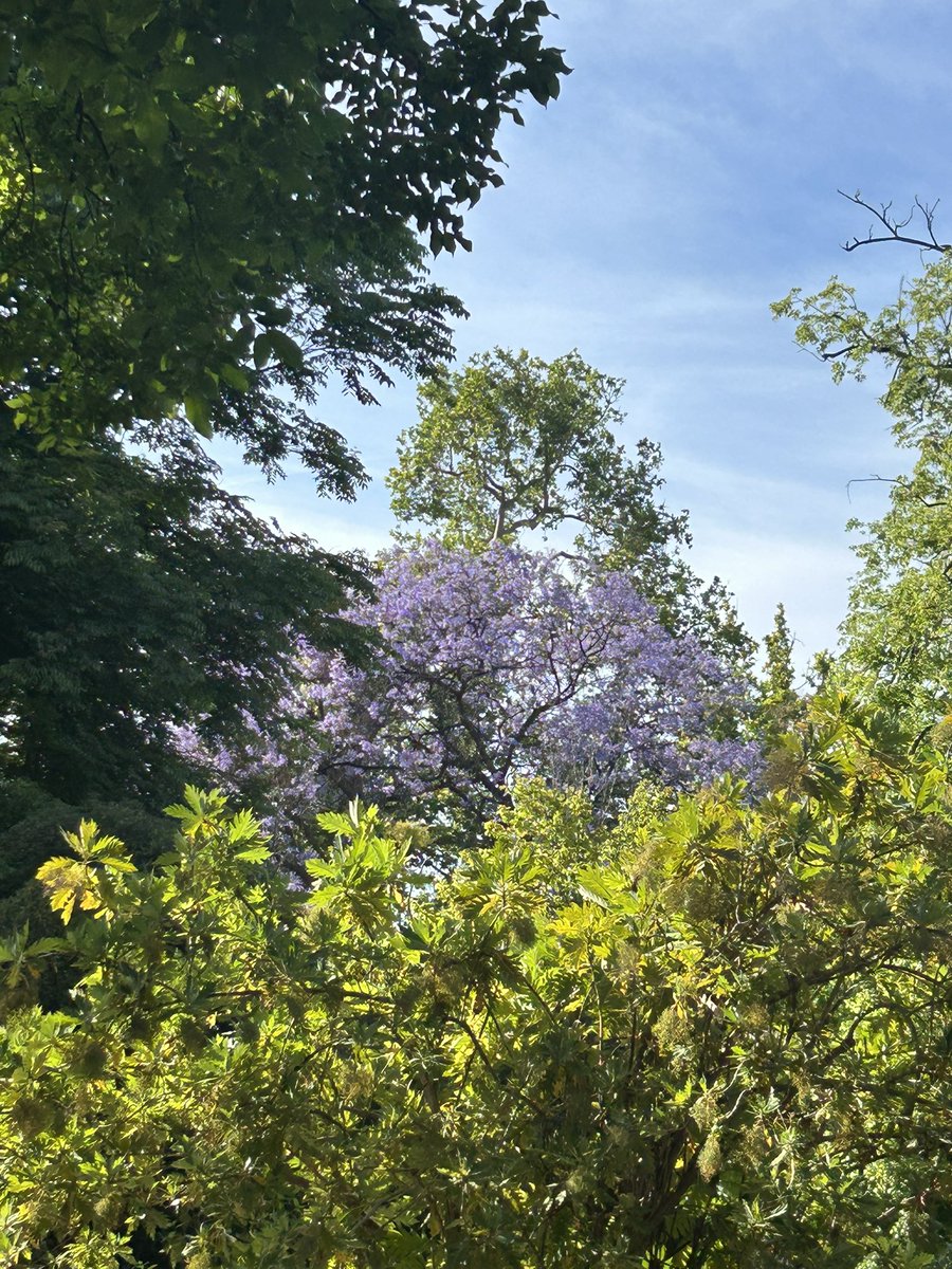 Eduardo Rojas Briales (@edrojasbr) on Twitter photo Como en años anteriores hemos visitado hoy el
<a href="/JardiBotanicUV/">Jardí Botànic UV</a> d Valencia con los alumnos d la titulación d <a href="/IngForestal50/">Ingeniería Forestal</a> d <a href="/eamnupv/">EAMNUPV</a> <a href="/UPV/">Universitat Politècnica de València</a> en el marco d la asignatura d silvicultura con el objetivo d conocer mejor este excepcional jardín botánico en el contexto europeo y extraer Como en años anteriores hemos visitado hoy el
<a href="/JardiBotanicUV/">Jardí Botànic UV</a> d Valencia con los alumnos d la titulación d <a href="/IngForestal50/">Ingeniería Forestal</a> d <a href="/eamnupv/">EAMNUPV</a> <a href="/UPV/">Universitat Politècnica de València</a> en el marco d la asignatura d silvicultura con el objetivo d conocer mejor este excepcional jardín botánico en el contexto europeo y extraer