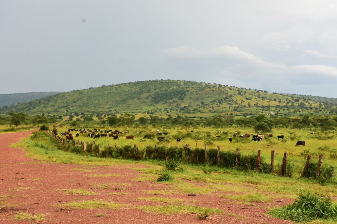Mark your calendar 🗓️ 
14th June bizabera i Kayonza,
Ibaze iyo weekend uhabuze? 🤔 

Book your ticket now 
#VisitKayonza