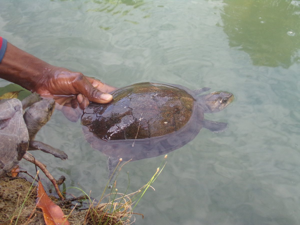 🐢In honor of #WorldTurtleDay, we're proud to share some photos of the #endangered &amp; #endemic Rere Tortoise (Erymnochelys madagascariensis). 
One of many incredible species at our #conservation sites, this little creature is a great indicator of #wetland health.