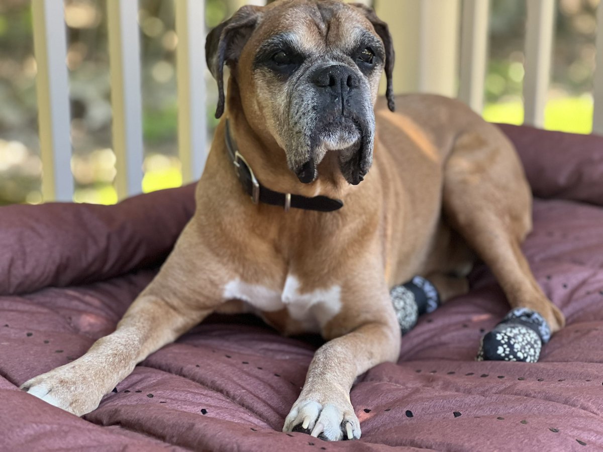 BjoandGus's tweet photo. Hey everybody, it’s been a minute! Yesterday was my birthday, I turned 15 🎉🥳#boxer #dogs https://t.co/dXKQGhytNI