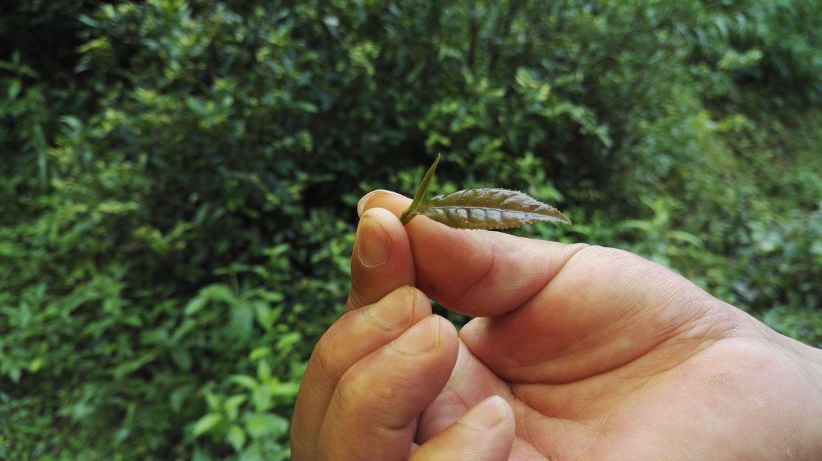 I prefer to drink tea like this......