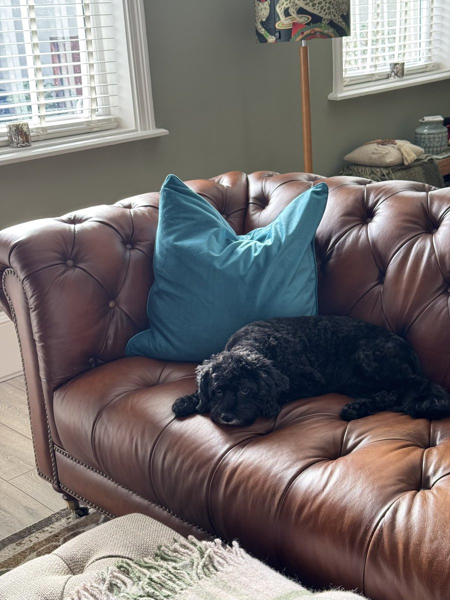 Vera_pooch's tweet image. Pals I has been t’fur thief, it’s raining and there’s chatter about a walk!! Abomination!
#Vera🐶
#DogsOnX
#TwinsiesOnTwitter