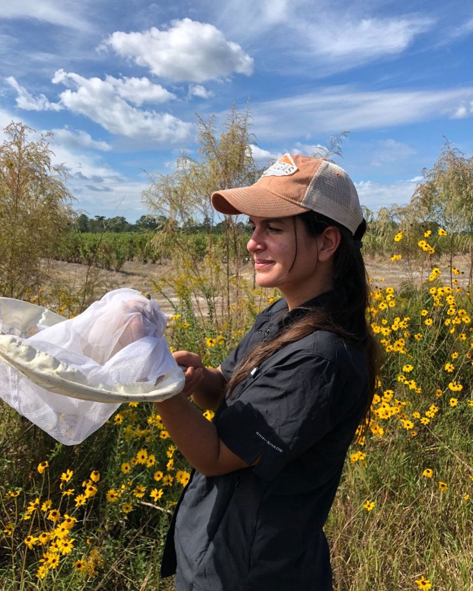 UGA Agricultural & Environmental Sciences (@uga_collegeofag) on Twitter photo 🐝 🫐 Entomology doctoral candidate Sarah Rezende recently conducted the most comprehensive survey of wild bees in Georgia blueberry farms to date, recording more than 5,000 wild bees across 72 species and 26 genera. 🔗 bit.ly/4mG7Hdp
--
<a href="/USDA/">Dept. of Agriculture</a> <a href="/USDA_NRCS/">Natural Resources Conservation Service</a> 🐝 🫐 Entomology doctoral candidate Sarah Rezende recently conducted the most comprehensive survey of wild bees in Georgia blueberry farms to date, recording more than 5,000 wild bees across 72 species and 26 genera. 🔗 bit.ly/4mG7Hdp
--
<a href="/USDA/">Dept. of Agriculture</a> <a href="/USDA_NRCS/">Natural Resources Conservation Service</a>