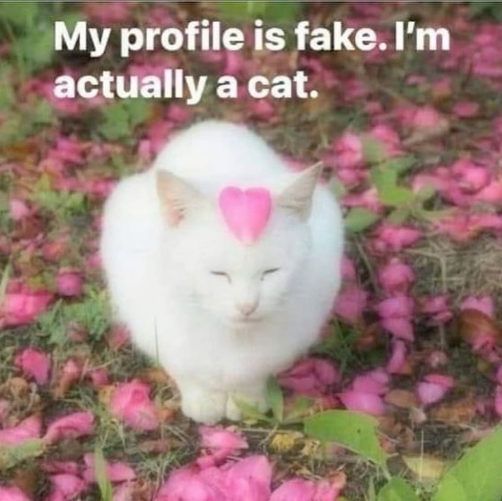 Catsillyness's tweet image. I'm a smol silly cat