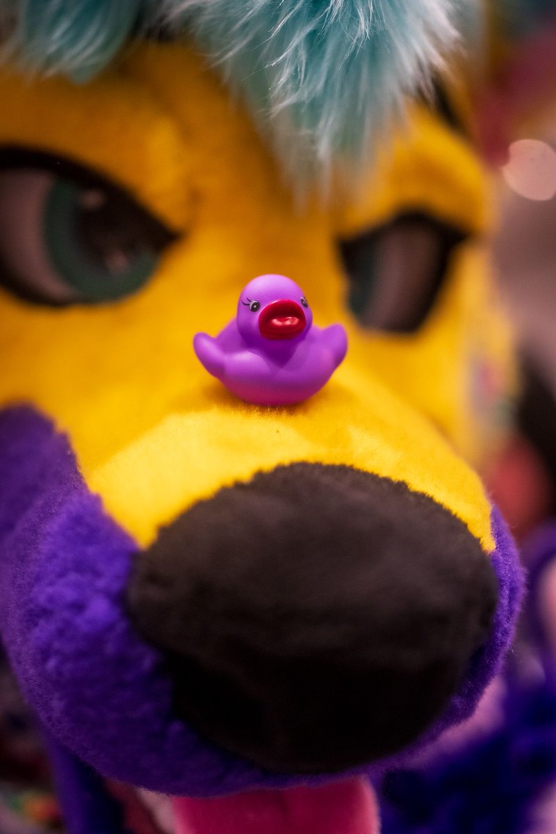 All this Folf do is quack at you 🦆
@blazentigerfolf 

#fursuit #fursuiter