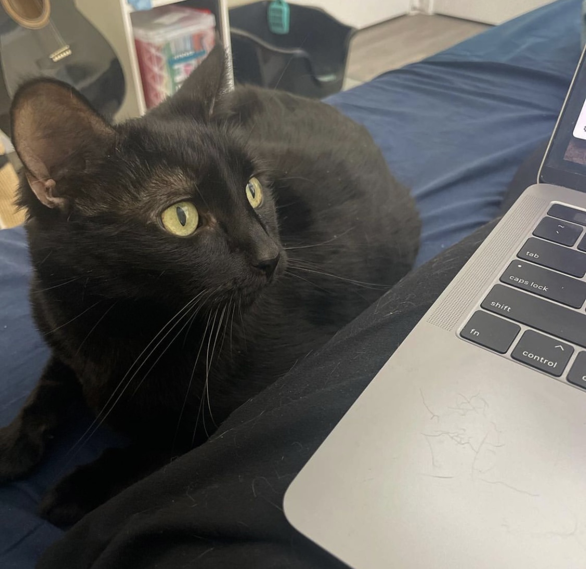 🎬 25 Cats from Qatar – Watch the Film, Help GMS Kitties! - mailchi.mp/givemeshelters…