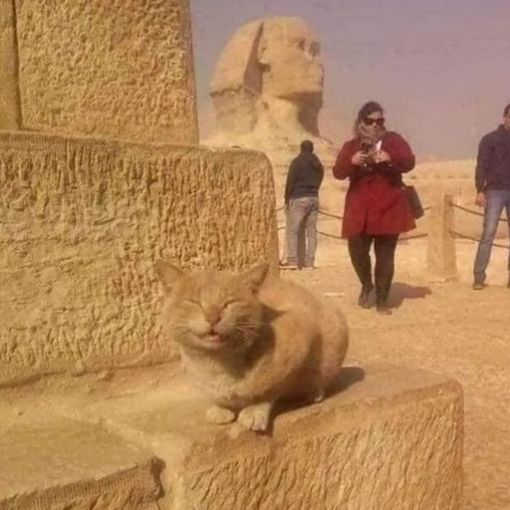 PunchingCat's tweet image. 