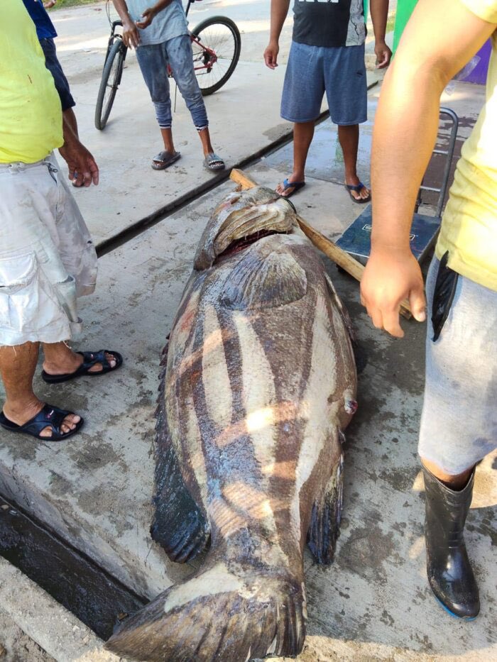 BeckyReynoso's tweet photo. Pescadores de #Tabasco capturan un pez #cherna de casi 300 kilos.
En redes sociales se subieron videos y fotos https://t.co/dUAgwNZFIF
