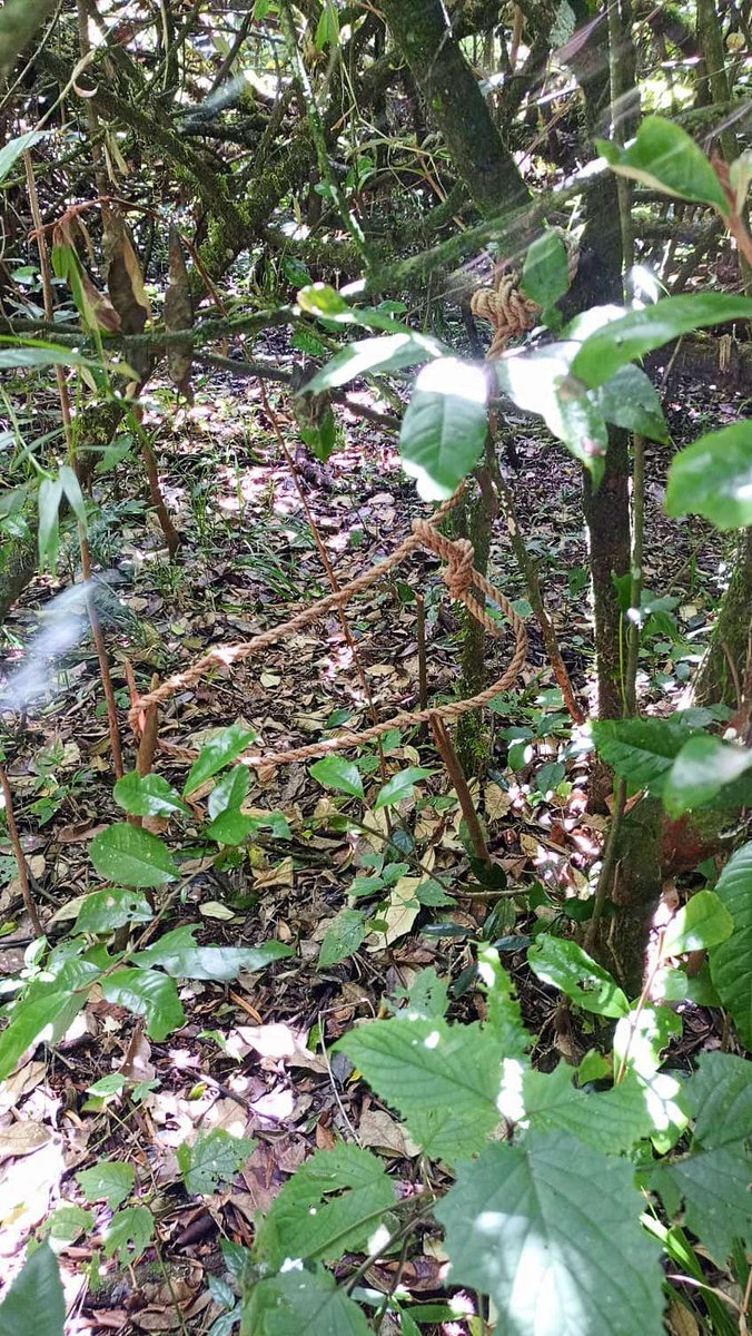 Mara Elephant Project (@maraelephant) on Twitter photo In just 6 weeks, MEP/ <a href="/SheldrickTrust/">Sheldrick Wildlife Trust</a> Mau De-Snaring Unit, @Keforestservice, @kwskenya & Emitik rangers removed 102 snares from Mau Forest. These deadly traps threaten elephants & mountain bongo antelope. Together, we’re protecting this vital ecosystem. 🐘🌿 In just 6 weeks, MEP/ <a href="/SheldrickTrust/">Sheldrick Wildlife Trust</a> Mau De-Snaring Unit, @Keforestservice, @kwskenya & Emitik rangers removed 102 snares from Mau Forest. These deadly traps threaten elephants & mountain bongo antelope. Together, we’re protecting this vital ecosystem. 🐘🌿