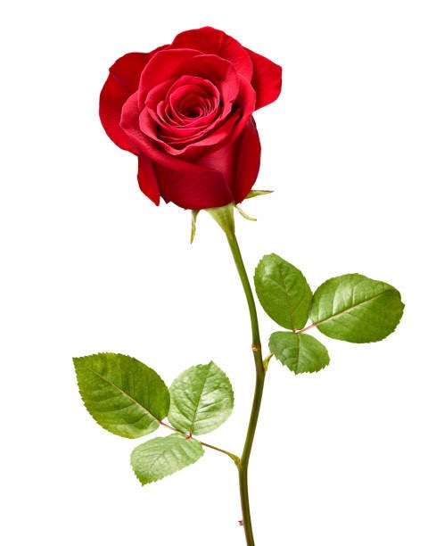 roga0529's tweet photo. @lindanena319 Happy Birthday !! https://t.co/XLgzbyrUZ9