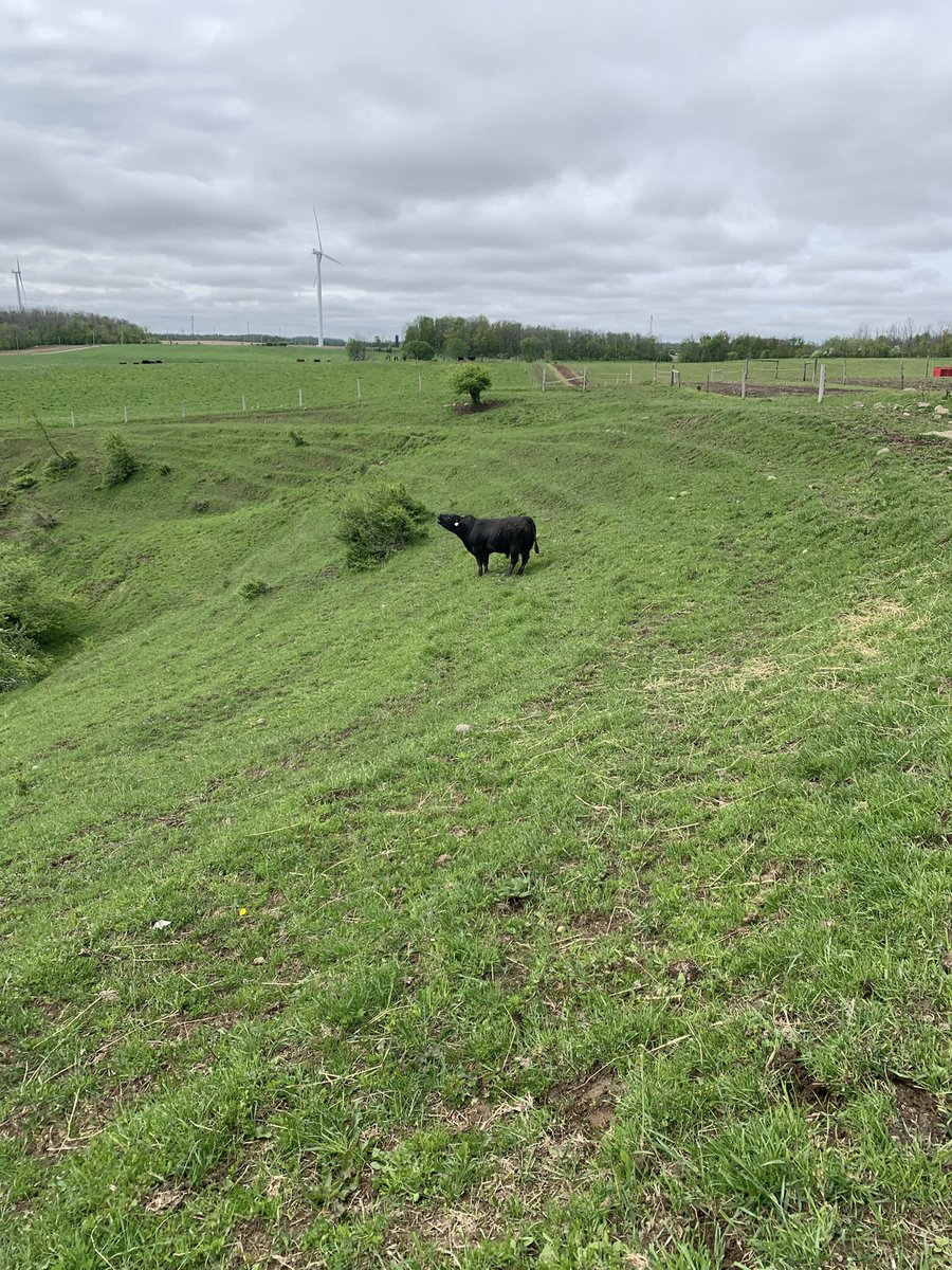 Kent Ribey tweet media