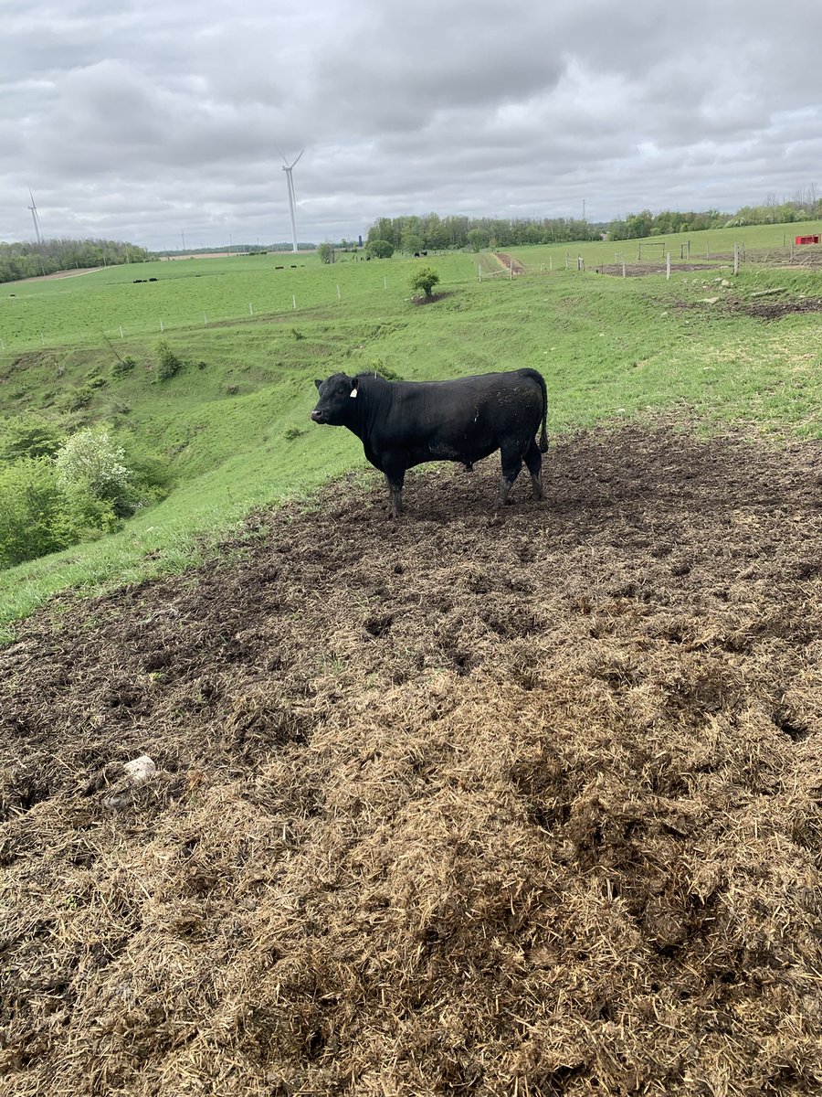 Kent Ribey tweet media