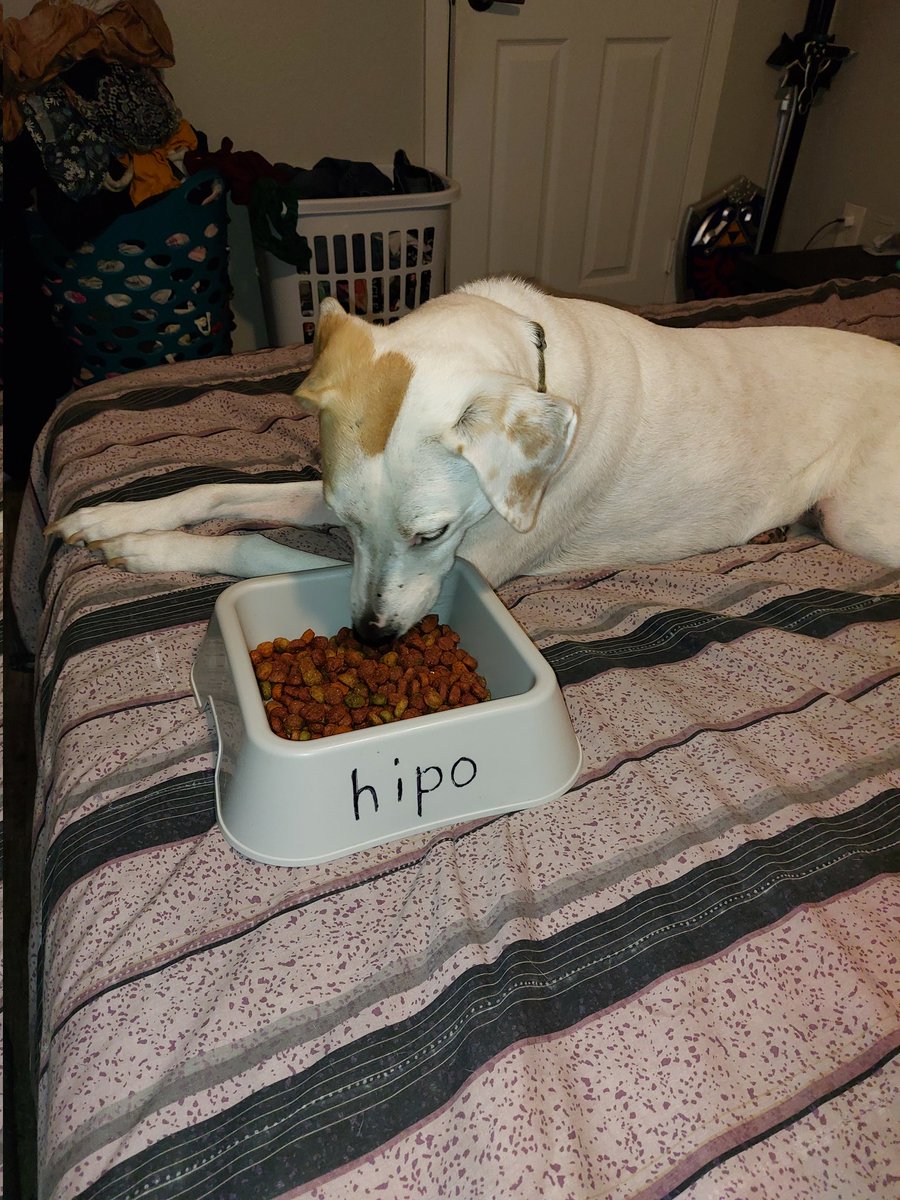 Apparently the only thing more popular than fascism on the former Twitter is dunking on fascism.

Thanks for following me, Twitter. Hope you like soccer and dogs.