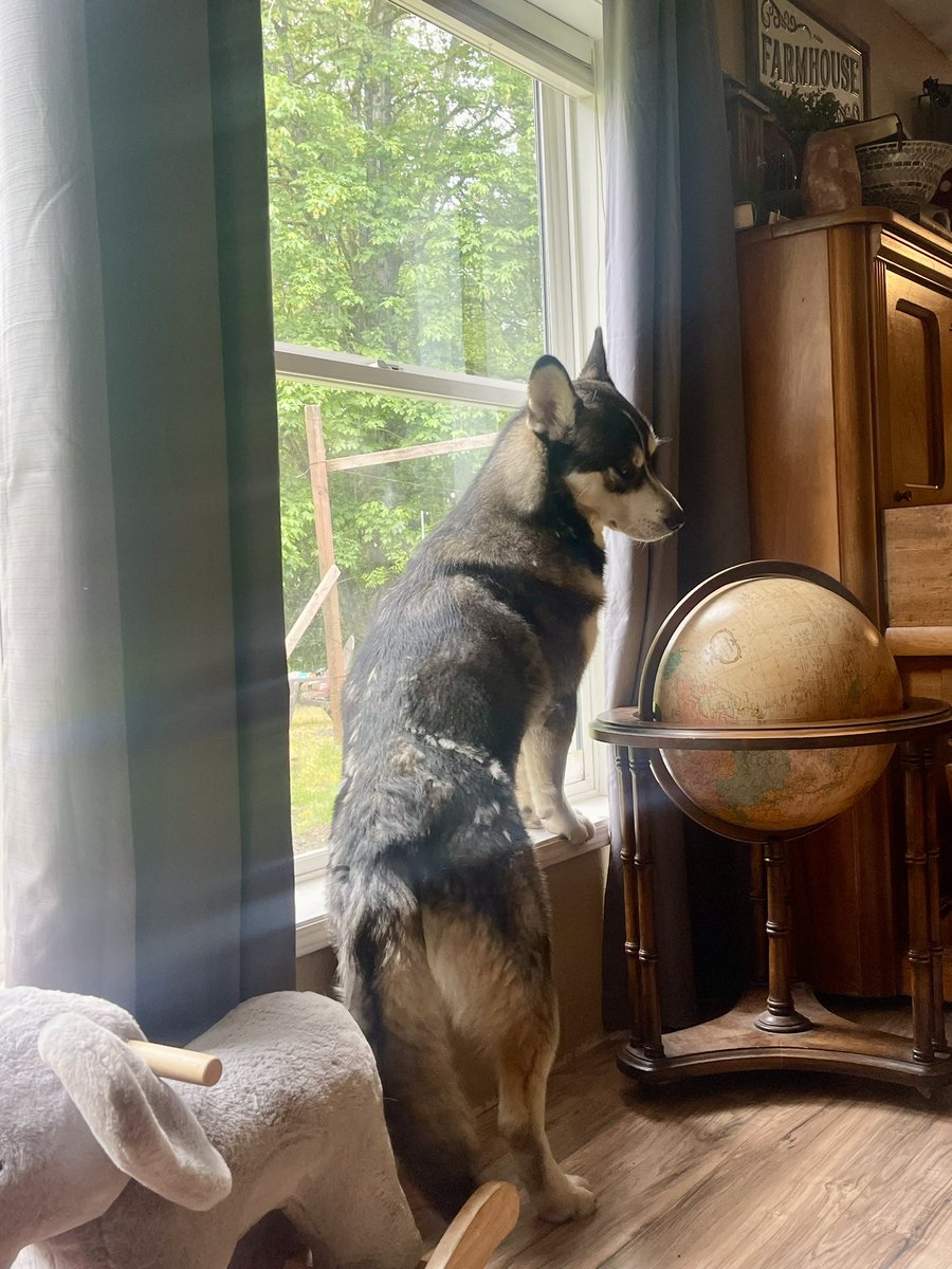 🐾  and ☀️