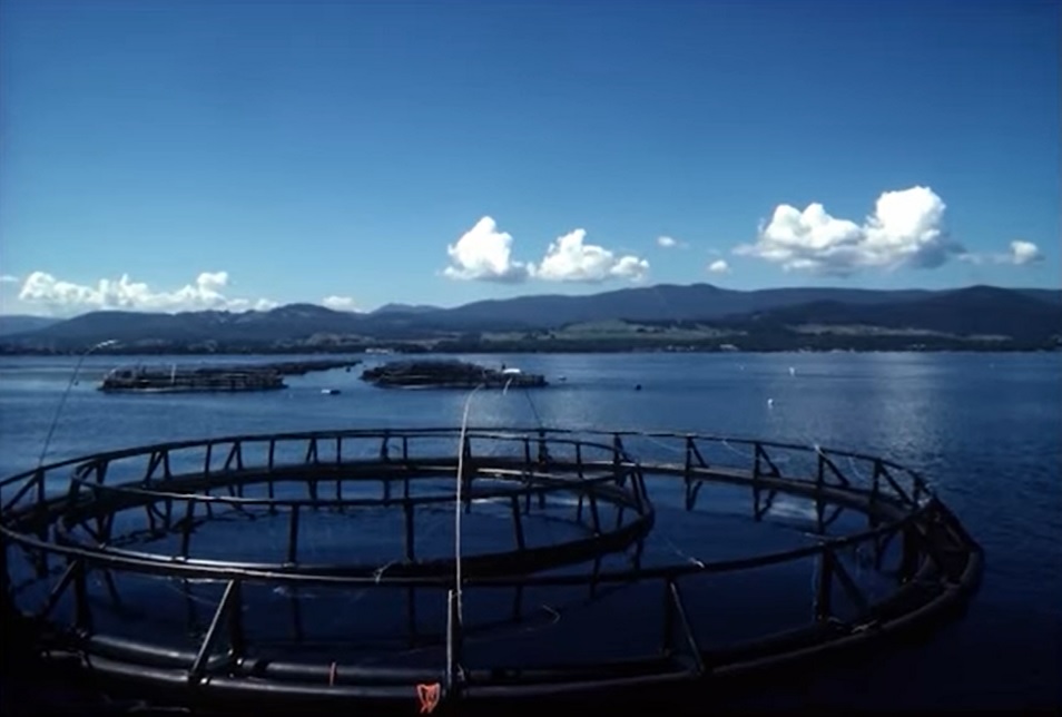 ⚠️ Mientras en Tierra del Fuego algunos festejaron a lo Pirro la prohibición de la cría de salmones, dándole una victoria a la britona Greenpeace, en Malvinas los kelpers están discutiendo la instalación de granjas salmoneras.
Y sabés qué? No hay ninguno de Greenpeace pataleando.