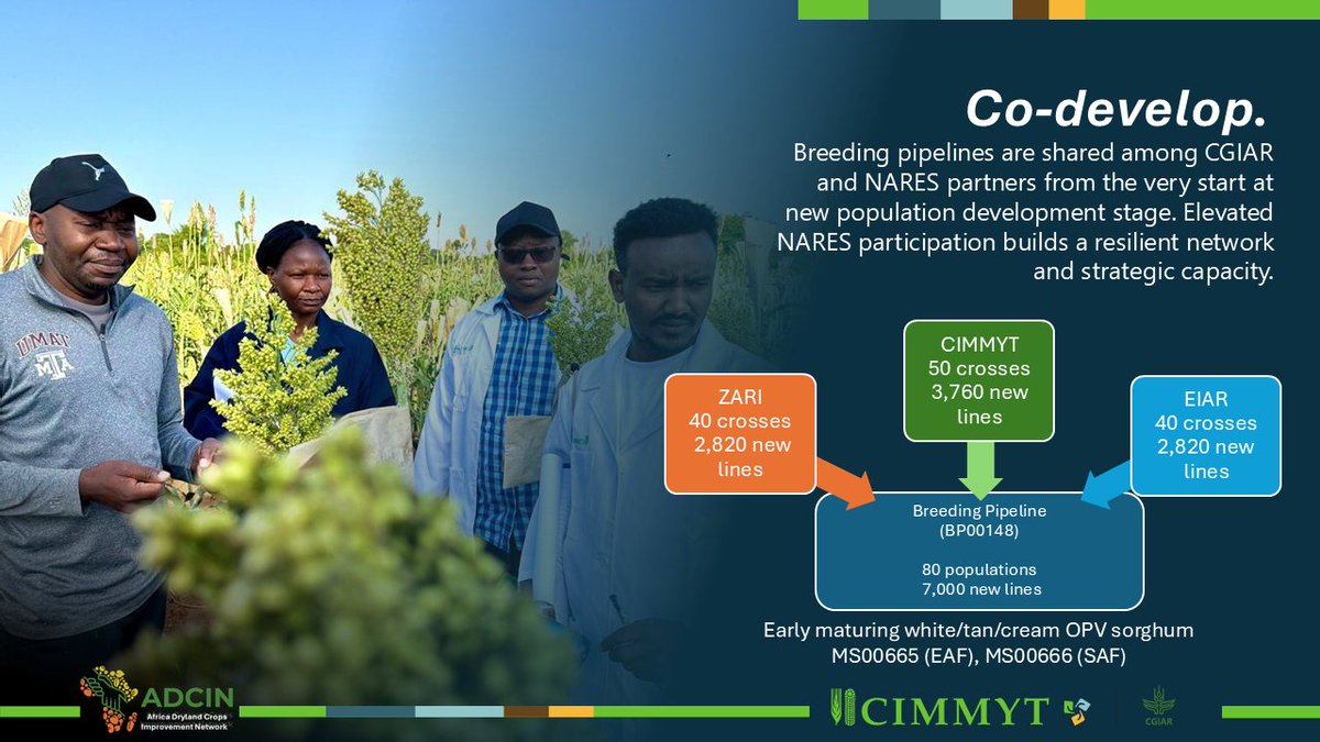 Africa Dryland Crops Improvement Network tweet media