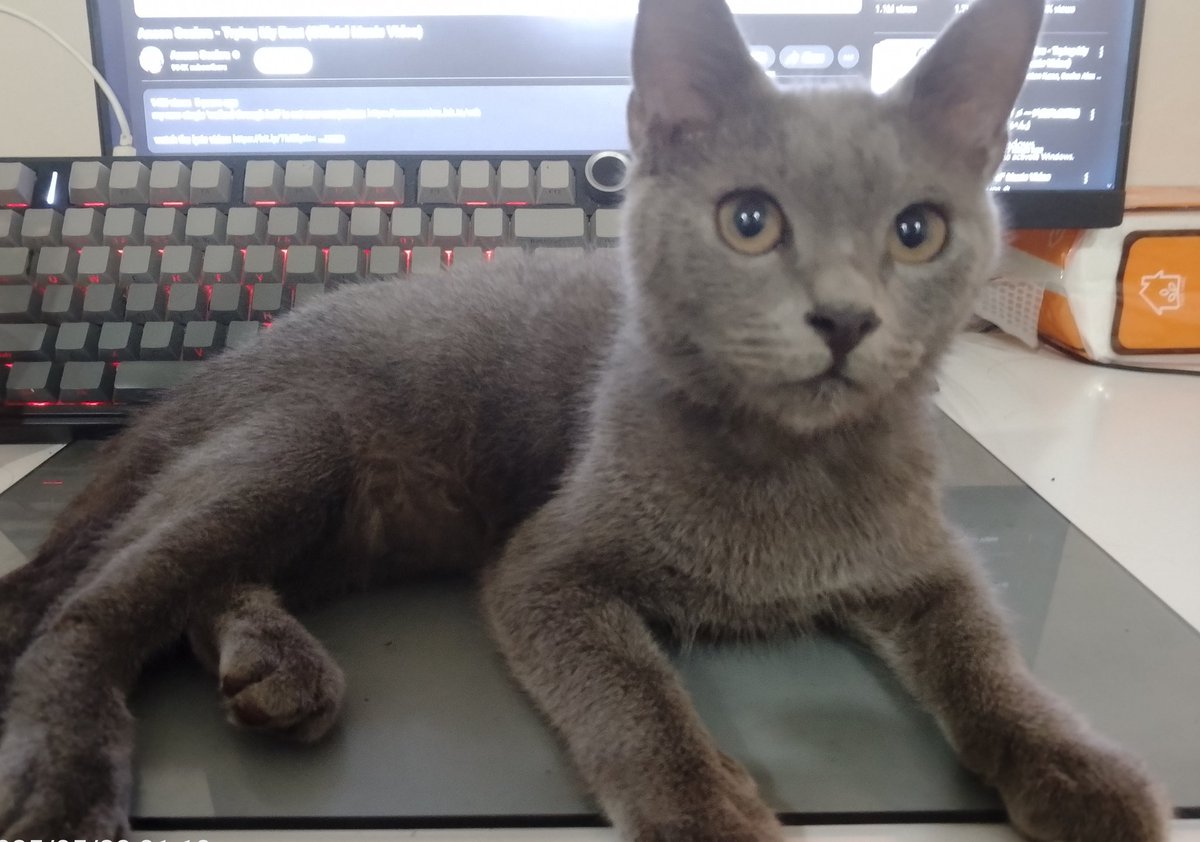Uzuhii's tweet photo. My new streaming buddy... 🐾 https://t.co/AZQ3Y55LAQ