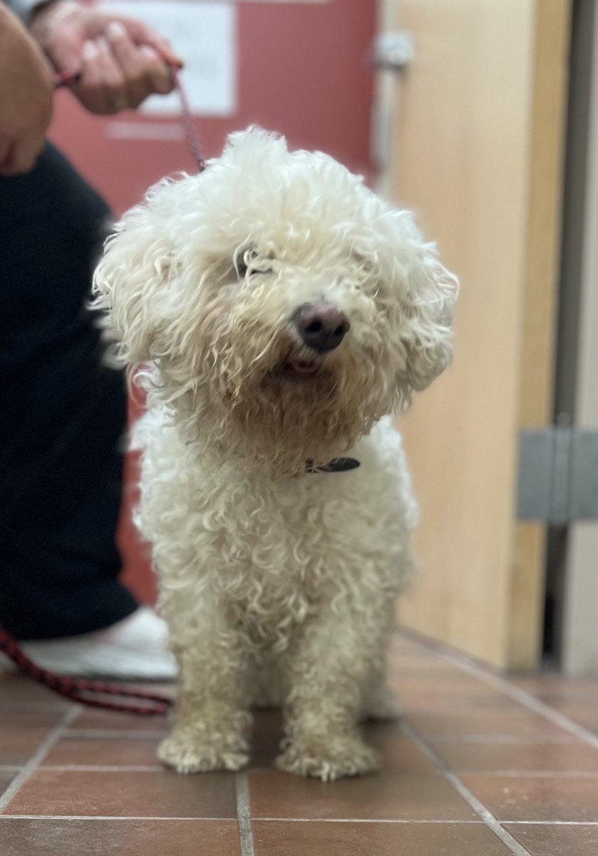 Here is another picture. He has not been claimed yet. Please contact Animal Control 508-532-5870.